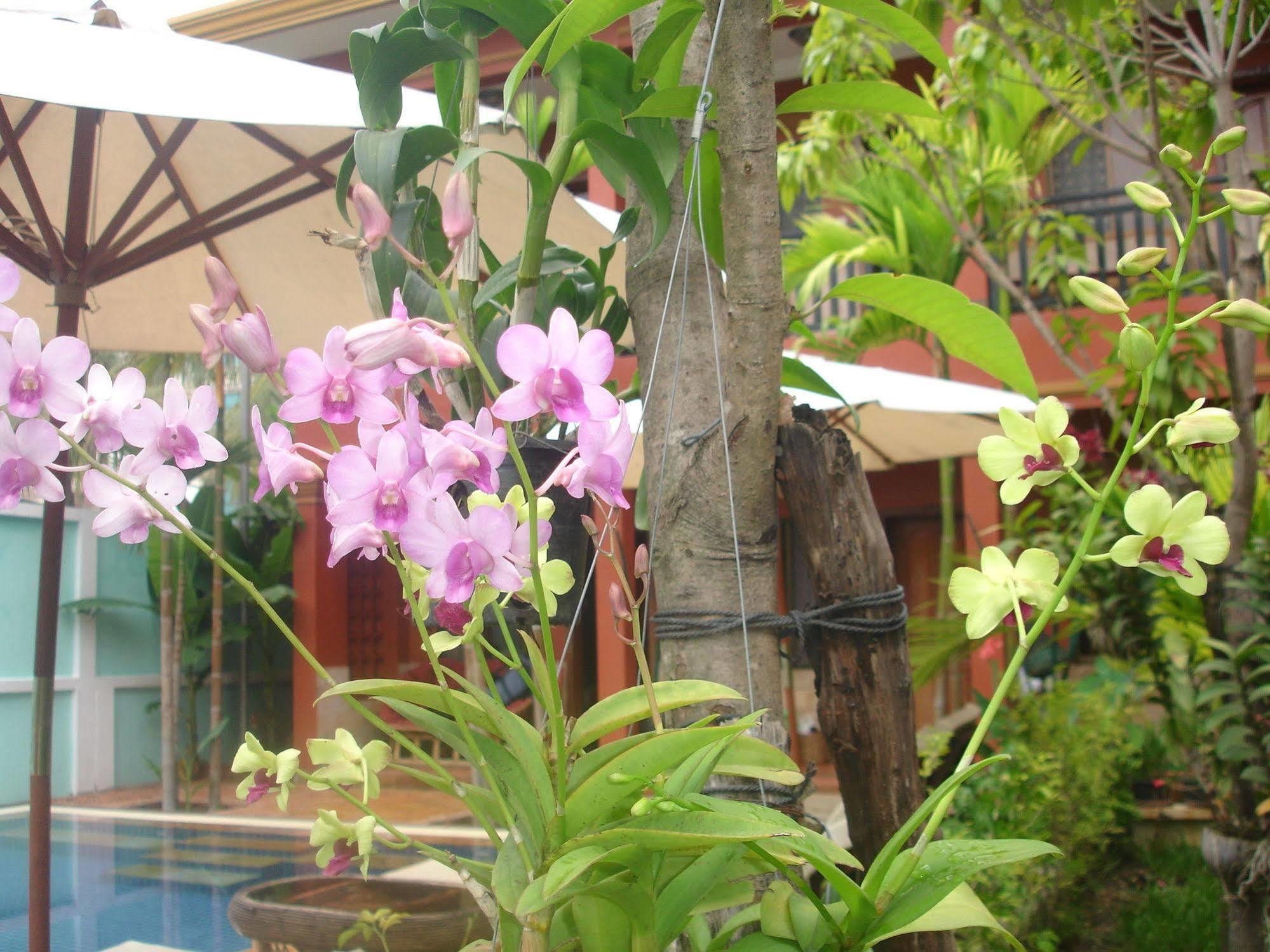 Jasmine Lodge Σιέμ Ρέαπ Εξωτερικό φωτογραφία